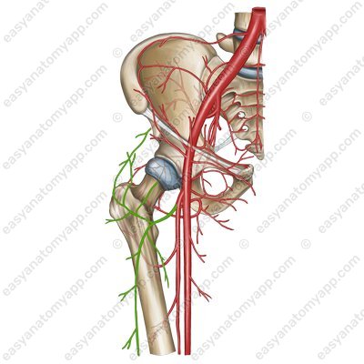 Lateral circumflex femoral artery (a. circumflexa femoris lateralis)